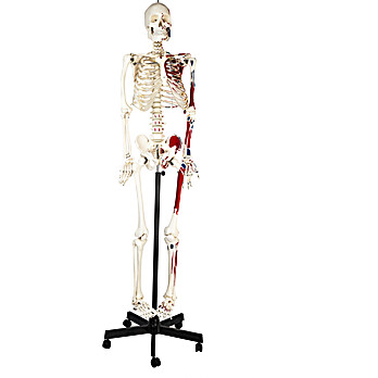 Human Skeleton Model, 62", Half Painted