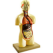 Miniature Human Torso Model, 12 Parts