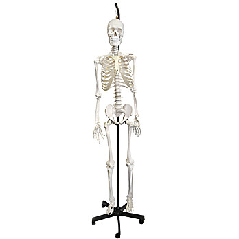 Human Skeleton Model, 62"H, Hanging