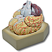 Human Brain Model, 8 Parts