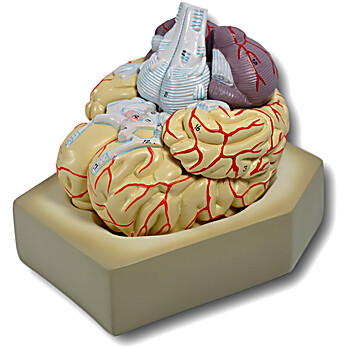 Human Brain Model, 8 Parts