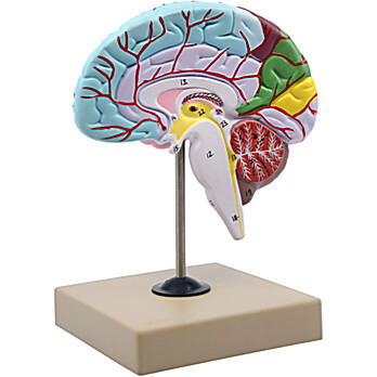 Human Half Brain Model, Life Size