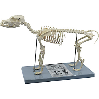 Adult Dog Skeleton Model, 12" Tall