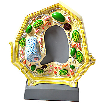 Plant Cell Model, 10.5" x 8.5"
