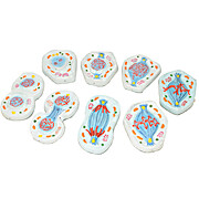 Stages of Mitosis Models, Set/8