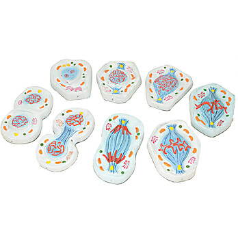 Stages of Mitosis Models, Set/8