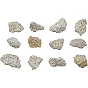 Coquina, Raw Sedimentary Rock Specimens, Approx. 1", PK12