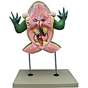 Jumbo 3D Frog Dissection Model