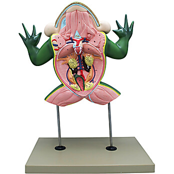 Jumbo 3D Frog Dissection Model