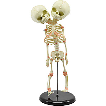 Two-Headed Miniature Fetus Skeleton Model