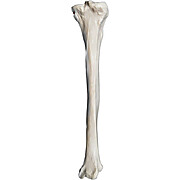 Tibia Bone Model