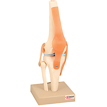 Functional Human Knee Model