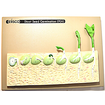 Seed Germination Model