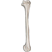 Humerus Bone Model