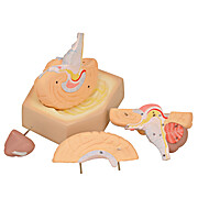 Human Brain Model
