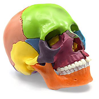 Half Size Didactic Colored Skull Model with Magnetic Parts