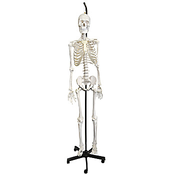 Human Skeleton Model with Hanging Stand
