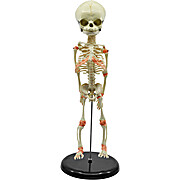 Miniature Fetus Skeleton Model