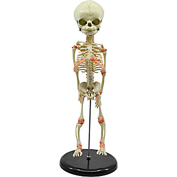 Miniature Fetus Skeleton Model