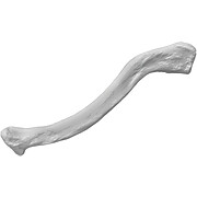 Clavicle Bone Model