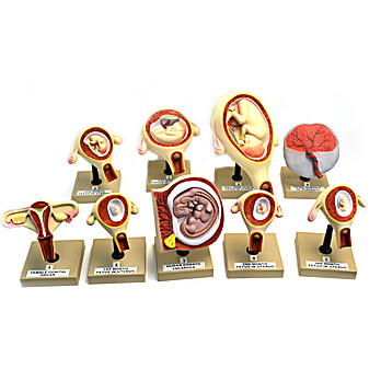 Fetal Development Model Set