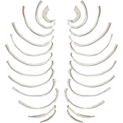 Disarticulated Rib Bones, Full Set