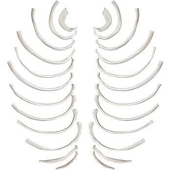 Disarticulated Rib Bones, Full Set