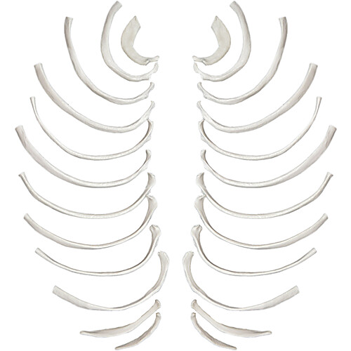 Disarticulated Rib Bones, Full Set