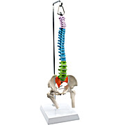Half Size Didactic Spinal Column with Pelvis Model