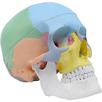 Didactic Human Skull Model