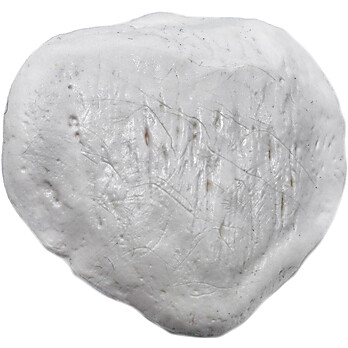 Patella Bone Model