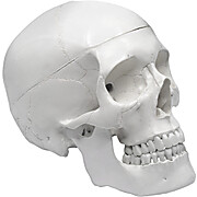 Human Skull Model
