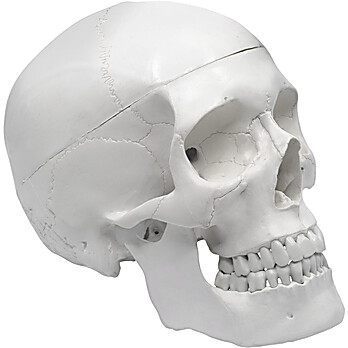 Human Skull Model
