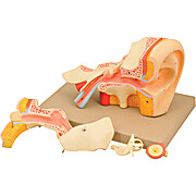 Human Ear Model, 4X Enlarged