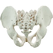 Male Pelvis Model
