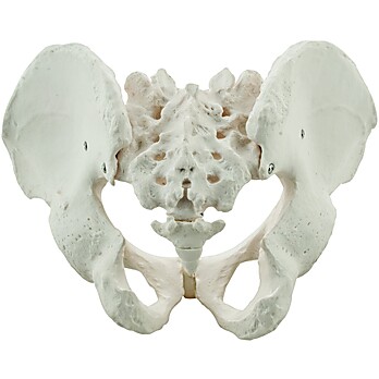 Male Pelvis Model