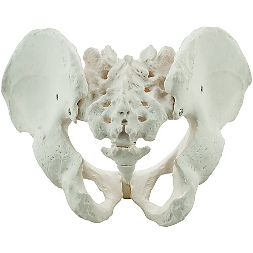 Male Pelvis Model Biology Diagrams