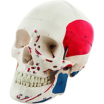 Human Skull with Muscle Details Model