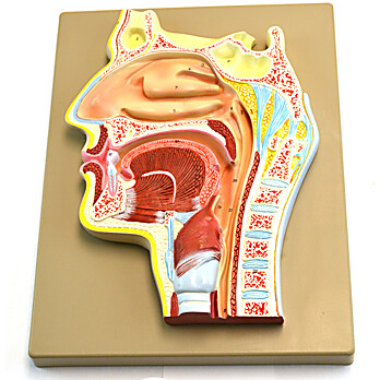 Human Nose Model