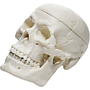 Miniature Human Skull Model