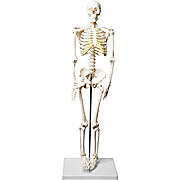 Half Size Human Skeleton Model