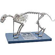 Cat Skeleton Model