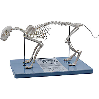 Cat Skeleton Model
