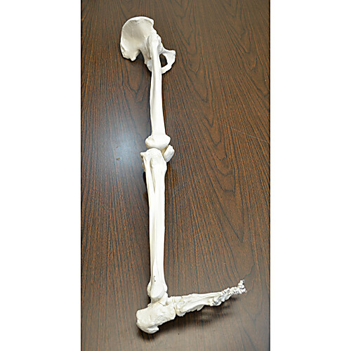 Skeletal Leg with Foot Model