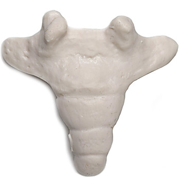 Coccyx Bone Model