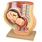 Female Pelvis Pregnancy Model