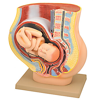 Female Pelvis Pregnancy Model