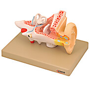 Human Ear Model, 2X Enlarged
