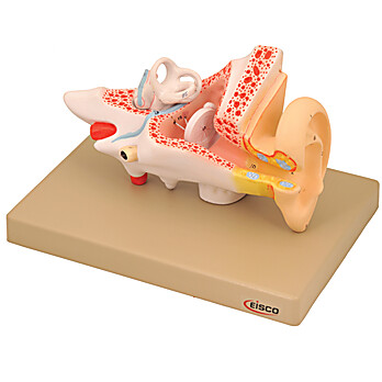 Human Ear Model, 2X Enlarged