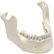 Mandible & Lower Jaw Model